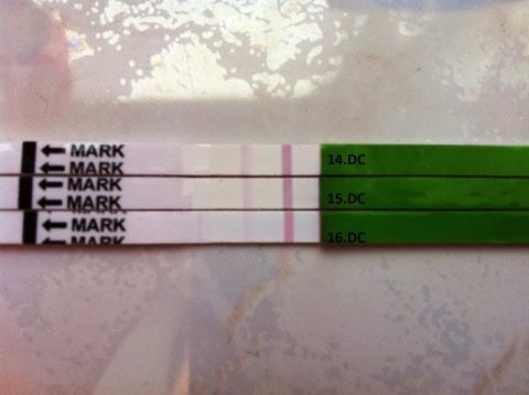 Ovulačné bolesti,ale test stále negatívny Ovulačné bolesti,ale test stále negatívny